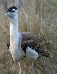 Bustard-IMG 3684