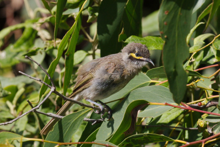 Yellow-faced-HE-IMG 2847