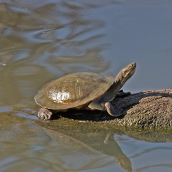 Turtle