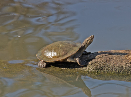 Turtle-IMG 4929