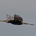 Darter-IMG_8249.jpg