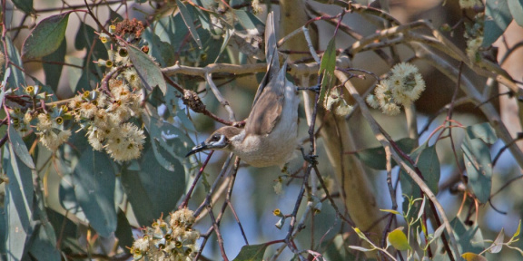 Little-Friarbird-IMG 7058