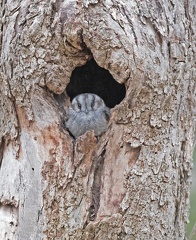 Owlet-Nightjar-IMG 9187