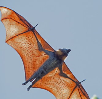 Grey-Headed-Fruit-Bat-IMG 9859