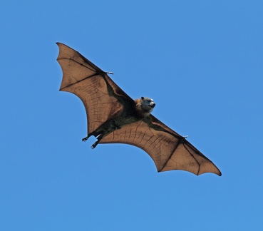 Grey-Headed-Fruit-Bat-IMG 9886