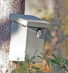 Owlet-Nightjar-IMG 0037