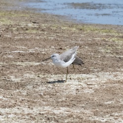 Marsh Sandpiper