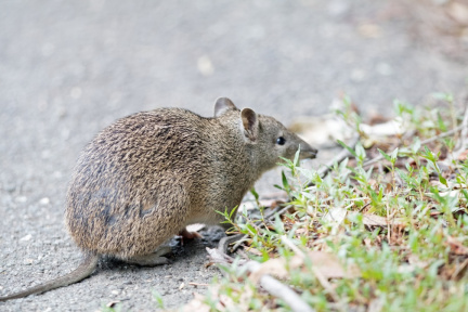 Short-nosed-Bandicoot-IMG 1839