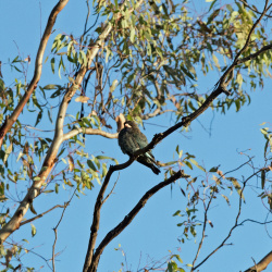 Dollarbird