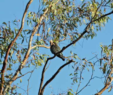 Dollarbird-IMG 1545