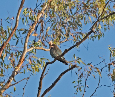 Dollarbird-IMG 1548