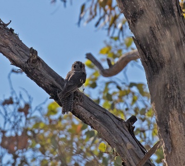 Owlet-Nightjar-IMG 5734