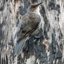 Red-browed Treecreeper