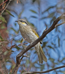 Singing-HE-IMG 2431