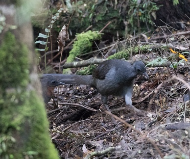 Lyrebirds-IMG 5979