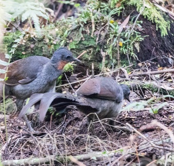 Lyrebirds-IMG 5993