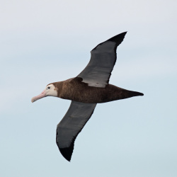 Wandering Albatross