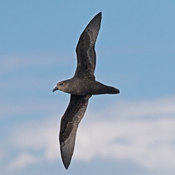 Great-winged petrel