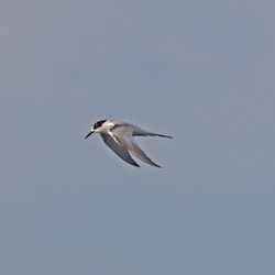 White-fronted Tern