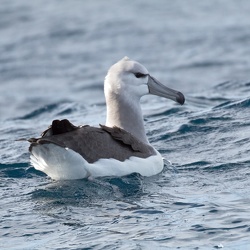 Shy Albatross