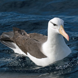 Black-browed Albatross