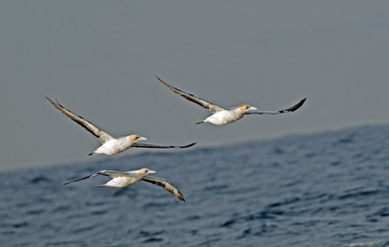 Gannet-IMG 3498