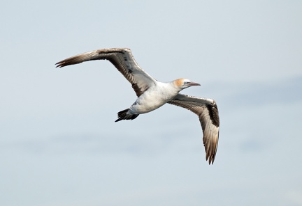 Gannet-IMG 3571