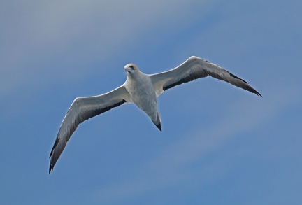 Gannet-IMG 4118