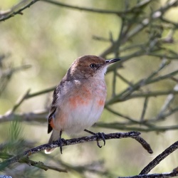 Crimson Chat