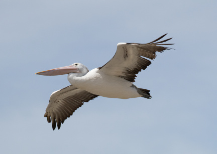 Pelican-IMG 6701