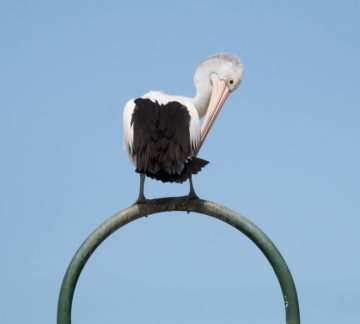 Pelican-IMG 6707