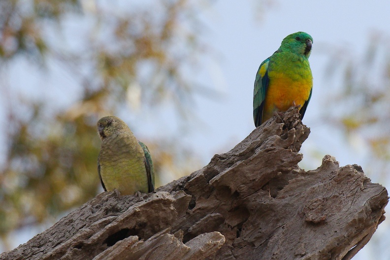 Red-Rumped-Parrot-IMG 7940