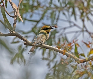 Rainbow-bee-eater-IMG 7888