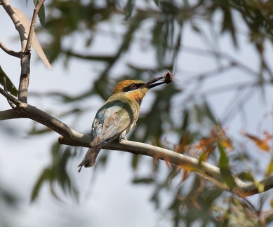 Rainbow-bee-eater-IMG 7894