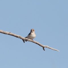 Fairy-Martin-IMG 8782