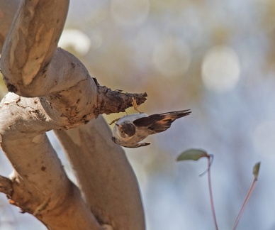 Varied-Sitella-IMG 8791