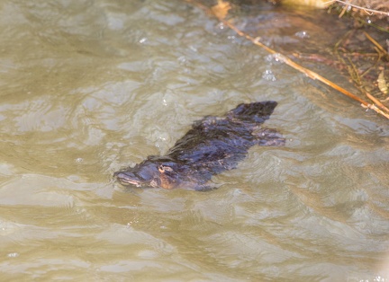 Platypus-IMG 8868