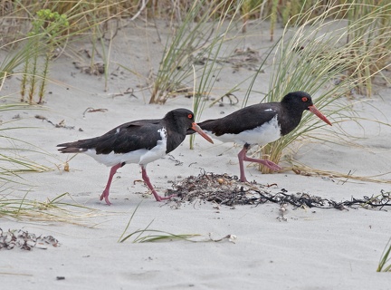 Pied-Oystercatcher-IMG 9165