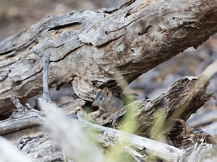 Yellow-footed-Antechinus-IMG 9561