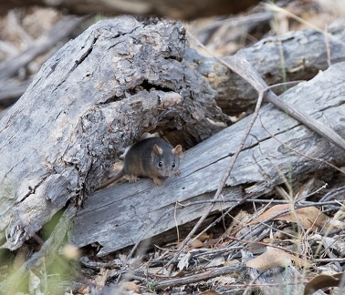 Yellow-footed-Antechinus-IMG 9576