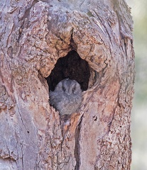 Owlet-Nightjar-IMG 8367