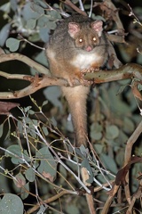 Ring-tailed-Possum-IMG 9239