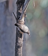 Varied-Sitella-IMG 9170