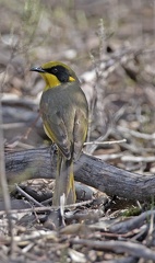 Yellow-tufted-HE-IMG 0950