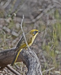 Yellow-tufted-HE-IMG 0963