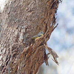 Eastern-Yellow-Robin-IMG 9630