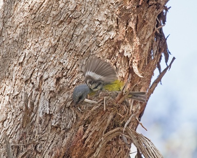 Eastern-Yellow-Robin-IMG 9705