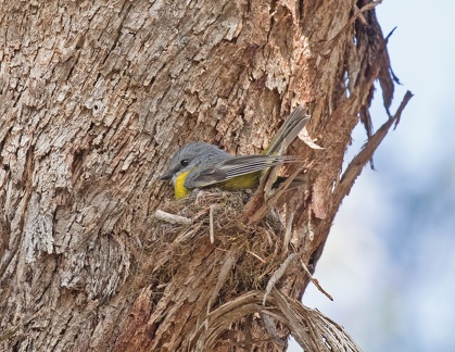 Eastern-Yellow-Robin-IMG 9709