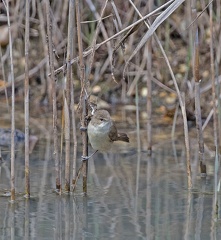 Reed-Warbler-IMG 1300