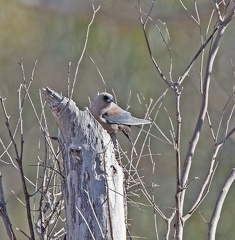 Dusky-Woodswallow-nest-IMG 2077